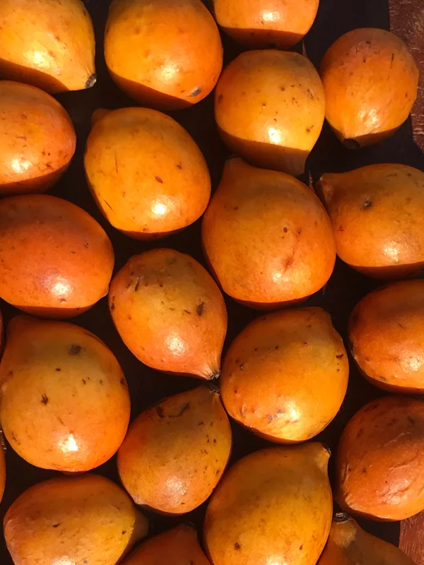 Achachairu Garcinia Humilis Live Plant - Tropical Fruit Tree Starter, 4-8'' Tall - Image 6