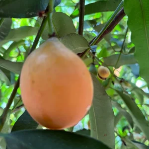 Achachairu Garcinia Humilis Live Plant – Tropical Fruit Tree Starter – 4-8 inches tall in 2.5 inch pot - Image 7