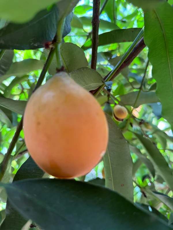 Achachairu Garcinia Humilis Live Plant – Tropical Fruit Tree Starter – 4-8 inches tall in 2.5 inch pot - Image 7