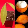 Achachairu Garcinia Humilis Live Plant – Tropical Fruit Tree Starter – 4-8 inches tall in 2.5 inch pot - Image 1