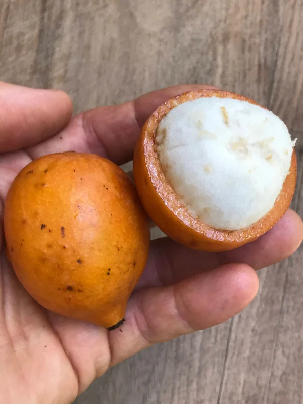 Achachairu Garcinia Humilis Live Plant – Tropical Fruit Tree Starter – 4-8 inches tall in 2.5 inch pot - Image 9