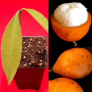 Achachairu Garcinia Humilis Live Plant - Tropical Fruit Tree Starter, 4-8'' Tall - Image 1
