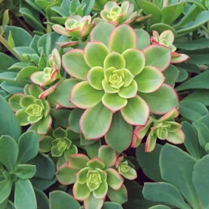 Aeonium Plant Live 4
