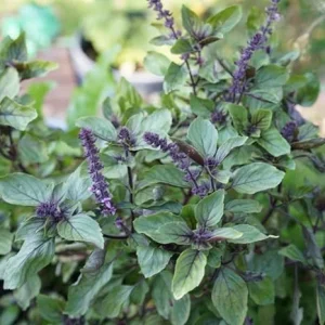 African Blue Basil Live Herb Plant – 2.5 Inch Pot – Culinary Garden - Image 2