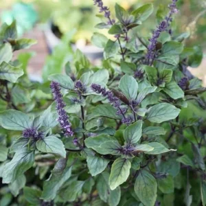 African Blue Basil Live Herb Plant – 2.5 Inch Pot – Culinary Garden - Image 5