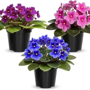 African Violet Live Plant - 1 Flowering Houseplant, Random Vibrant Color, Indoor Decor - Image 2
