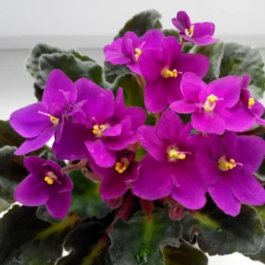 African Violet Live Plant - 1 Flowering Houseplant, Random Vibrant Color, Indoor Decor - Image 4