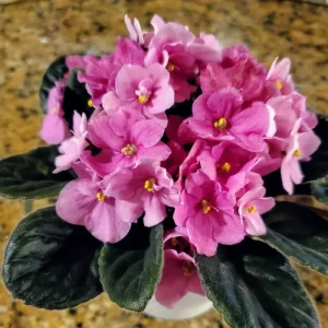 African Violet Live Plant - 1 Flowering Houseplant, Random Vibrant Color, Indoor Decor - Image 1
