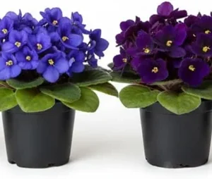 African Violet Live Plant - 2-Pack 4'' Pot Indoor Flowering Plant, Mix Blooms - Image 2