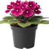 African Violet Live Plant - 2-Pack 4'' Pot Indoor Flowering Plant, Mix Blooms - Image 1