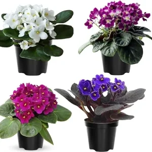 African Violet Live Plant – 4 Inch Pot – Indoor/Outdoor – Colorful Blooms - Image 1