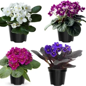 African Violet Live Plant – 4 Inch Pot – Indoor/Outdoor – Colorful Blooms - Image 4