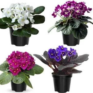 African Violet Live Plant – 4 Inch Pot – Indoor/Outdoor – Colorful Blooms - Image 5