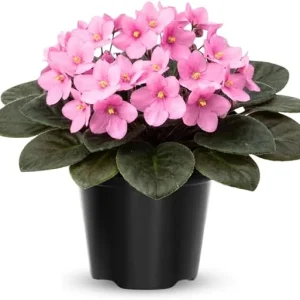 African Violet Live Plant – 4 Inch Pot – Light Pink Flowering Houseplant - Image 6