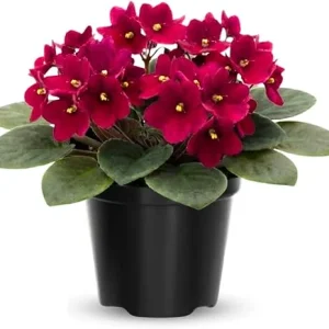 African Violet Live Plant – 4 Inch Pot – Red Flowering Houseplant – Easy Care Indoor - Image 4