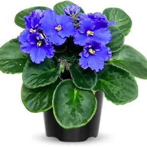 African Violet Live Plant - Blue Blooms, 4-inch Pot, Easy Care Houseplant - Image 4