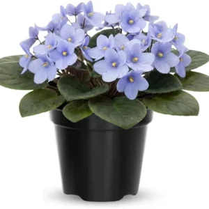 African Violet Live Plant - Light Blue, 4 Inch Pot, Flowering Houseplant - Image 3