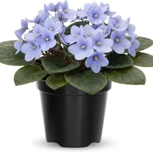 African Violet Live Plant - Light Blue, 4 Inch Pot, Flowering Houseplant - Image 1