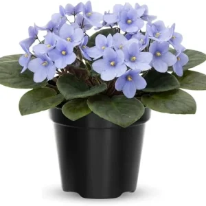 African Violet Live Plant - Light Blue, 4 Inch Pot, Flowering Houseplant - Image 7