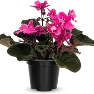 African Violet Live Plant - Pink Flowering Houseplant in 4-Inch Pot - Image 2
