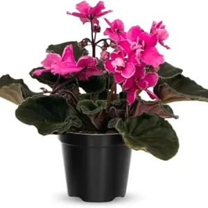 African Violet Live Plant - Pink Flowering Houseplant in 4-Inch Pot - Image 5