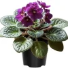 African Violet Live Plant – Purple Flowering Houseplant in 4 Inch Pot – Easy Care Indoor - Image 1