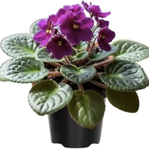 African Violet Live Plant – Purple Flowering Houseplant in 4 Inch Pot – Easy Care Indoor - Image 1