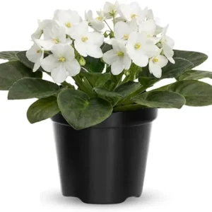 African Violet Live Plant - White Flowering Houseplant in 4 Inch Pot - Image 1