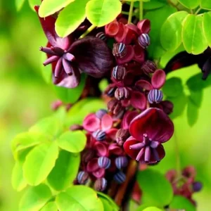 Akebia Quinata Chocolate Vine Live Plant – Perennial Vine – 2.5 Inch Pot – Outdoor - Image 3