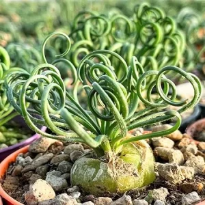 Albuca Spiralis 'Frizzle Sizzle' Live Plant - 2.5 Inch Pot - Unique Succulent Houseplant - Image 5