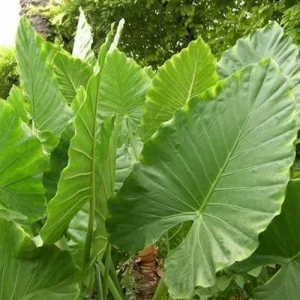 Alocasia Calidora Live Plant – 10-12 Inches Tall – Indoor & Outdoor Tropical Elephant Ear - Image 2