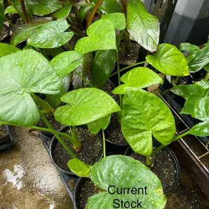 Alocasia Calidora Live Plant – Elephant Ear – 24