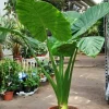 Alocasia Calidora Live Plant – Elephant Ear – 24" Tall – Indoor/Outdoor - Image 1