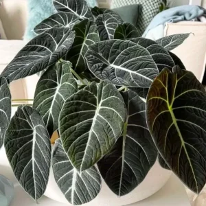 Alocasia Live Plant - Rare Glossy Houseplant 4-8'' Tall - Indoor - Image 1