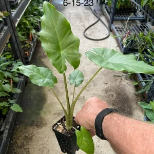 Alocasia 'Portora' Elephant Ear Live Plant – 12 inch – Indoor/Outdoor Tropical - Image 2