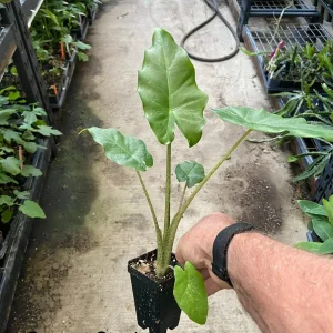 Alocasia 'Portora' Elephant Ear Live Plant – 12 inch – Indoor/Outdoor Tropical - Image 3