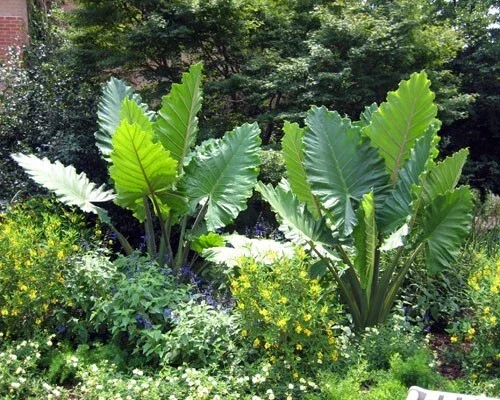 Alocasia 'Portora' Elephant Ear Live Plant – 12 inch – Indoor/Outdoor Tropical - Image 4