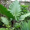 Alocasia 'Portora' Elephant Ear Live Plant – 12 inch – Indoor/Outdoor Tropical - Image 1
