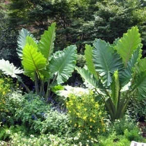 Alocasia 'Portora' Elephant Ear Live Plant – Indoor/Outdoor Tropical, 24 inches tall - Image 2