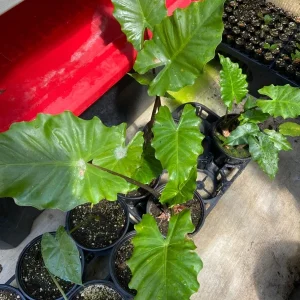 Alocasia 'Portora' Elephant Ear Live Plant – Indoor/Outdoor Tropical, 24 inches tall - Image 3
