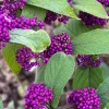 American Beautyberry Live Plant – Callicarpa Bush, 2 Count, 8-18 Inch Tall - Image 1