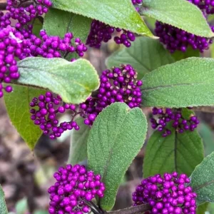 American Beautyberry Live Plant – Callicarpa Bush, 2 Count, 8-18 Inch Tall - Image 5