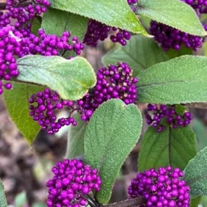 American Beautyberry Live Plant – Callicarpa Bush, 2 Count, 8-18 Inch Tall - Image 6