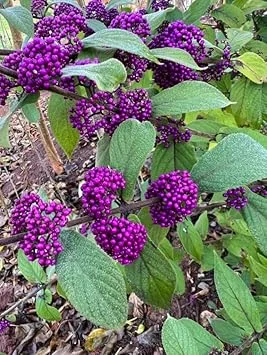 American Beautyberry Live Plant – Callicarpa Bush – 8-18 Inch Tall – Outdoor - Image 1