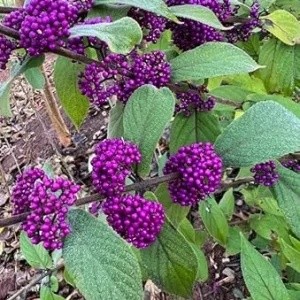 American Beautyberry Live Plant – Callicarpa Bush – 8-18 Inch Tall – Outdoor - Image 5