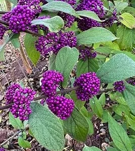 American Beautyberry Plant – Live Bush – 8-18 Inch Tall – Outdoor Shrub - Image 1