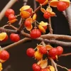 American Bittersweet Vine Live Plant - 2 Pack, 6-12" Tall, Orange Berries, Outdoor - Image 1