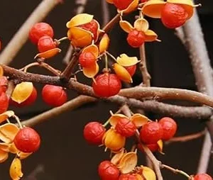 American Bittersweet Vine Live Plant - 2 Pack, 6-12