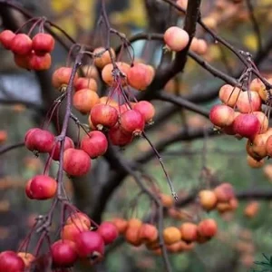 American Crabapple Tree Live Plant - 1 ft Tall, Pink/White Flowers, Zones 5-9 - Image 2