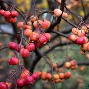 American Crabapple Tree Live Plant - 1 ft Tall, Pink/White Flowers, Zones 5-9 - Image 5